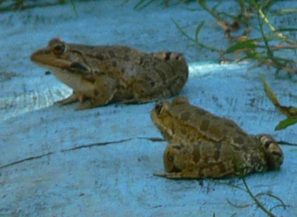 rana in sardegna - Pelophylax cfr. ridibundus, alloctono